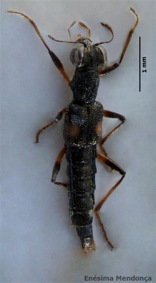 Stenus guttula guttula Müller, 1821